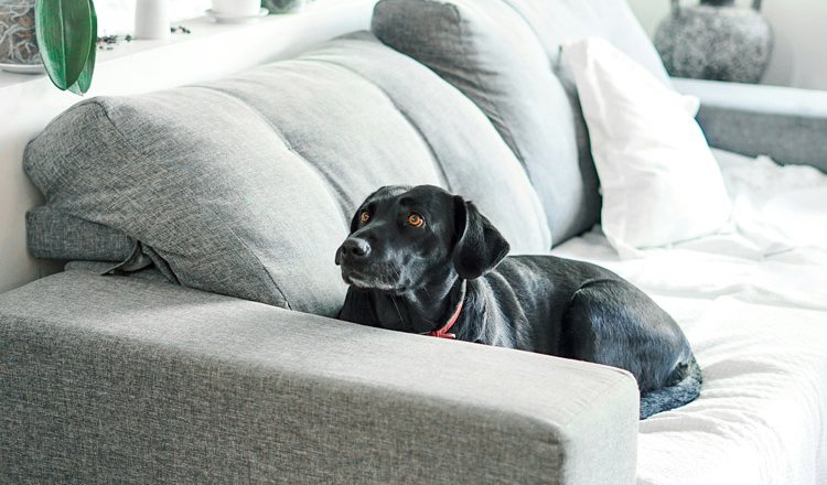 HVAC Maintenance Tips for Pet Owners