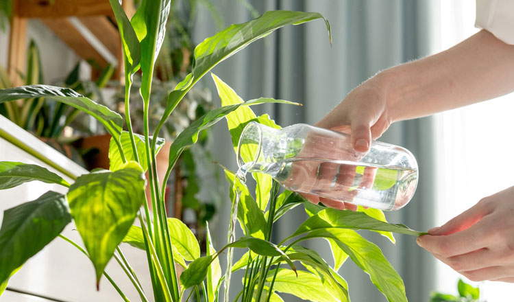 Improve Your Indoor Air Quality with House Plants